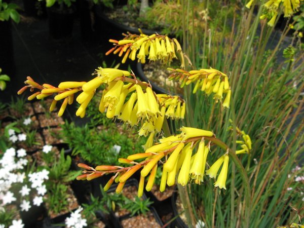 pauciflora - Click Image to Close